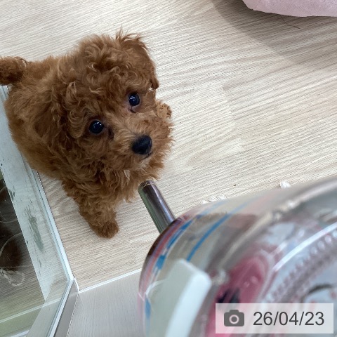 トイ・プードルの写真