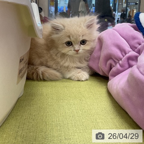 埼玉県のミヌエット (ペットプラス 浦和美園店/2026年2月20日生まれ/男の子/クリームタビー)の子猫の4枚目の画像