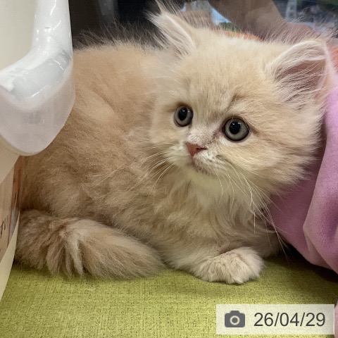 埼玉県のミヌエット (ペットプラス 浦和美園店/2026年2月20日生まれ/男の子/クリームタビー)の子猫の3枚目の画像