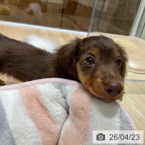 ミニチュア・ダックスフンドの写真