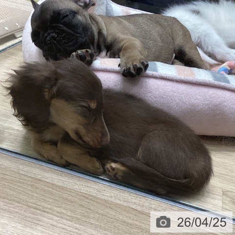 東京都のミニチュアダックスフンド(ロング) (ペットプラス 立川高島屋S.C.店/2026年2月18日生まれ/女の子/チョコレートタン)の子犬の4枚目の画像