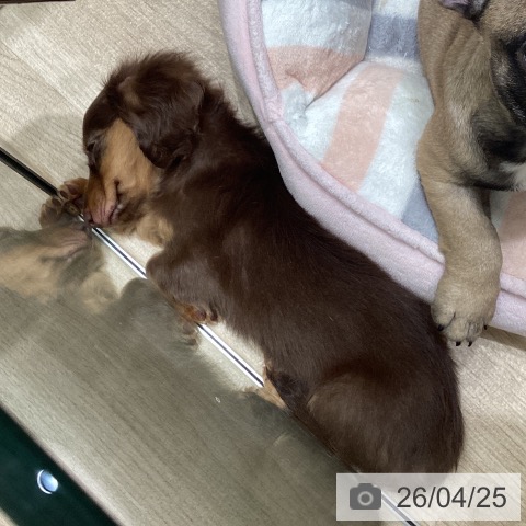 東京都のミニチュアダックスフンド(ロング) (ペットプラス 立川高島屋S.C.店/2026年2月18日生まれ/女の子/チョコレートタン)の子犬の3枚目の画像