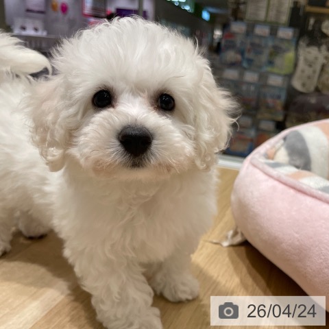 東京都のビションフリーゼ (ペットプラス MARK IS 葛飾かなまち店/2026年2月19日生まれ/女の子/ホワイト)の子犬の3枚目の画像