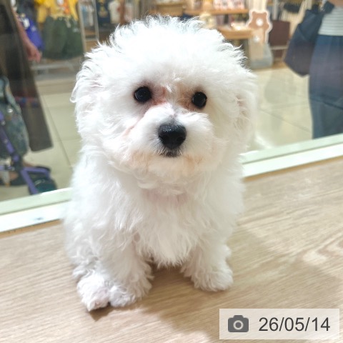 東京都のビションフリーゼ (ペットプラス 板橋店/2026年2月19日生まれ/女の子/ホワイト)の子犬の4枚目の画像