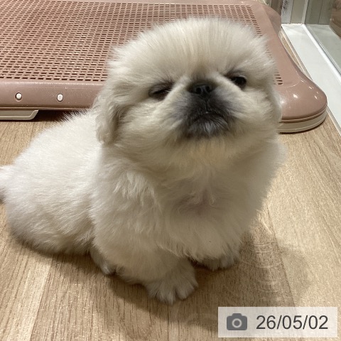 宮城県のペキニーズ (ペットプラス 仙台上杉店/2026年2月20日生まれ/男の子/ホワイト)の子犬の4枚目の画像