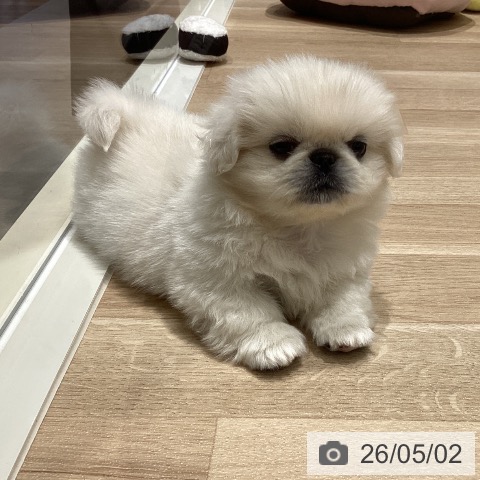 宮城県のペキニーズ (ペットプラス 仙台上杉店/2026年2月20日生まれ/男の子/ホワイト)の子犬の3枚目の画像