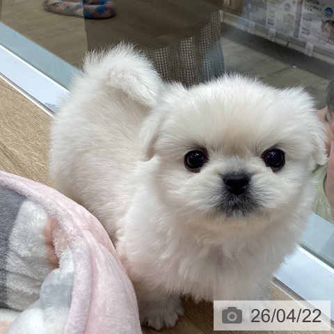 ペキニーズの写真