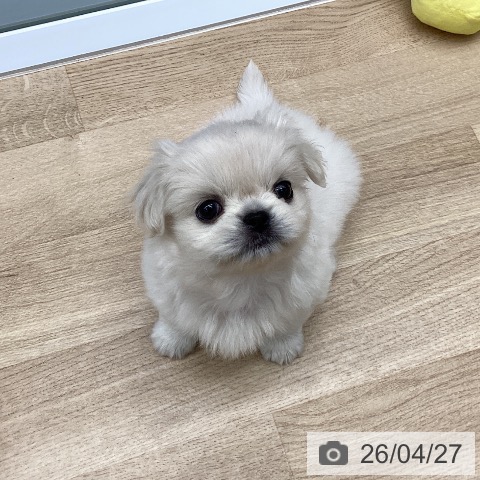 東京都のペキニーズ (ペットプラス むさし村山店/2026年2月20日生まれ/男の子/ホワイト)の子犬の3枚目の画像