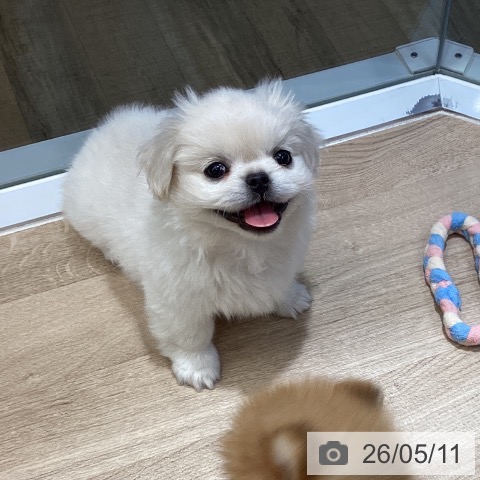 東京都のペキニーズ (ペットプラス むさし村山店/2026年2月20日生まれ/男の子/ホワイト)の子犬の3枚目の画像