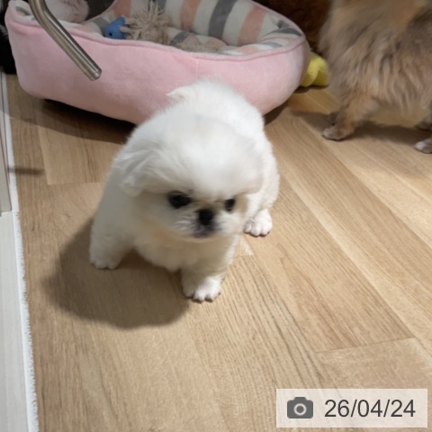 ペキニーズの写真