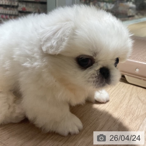 ペキニーズの写真