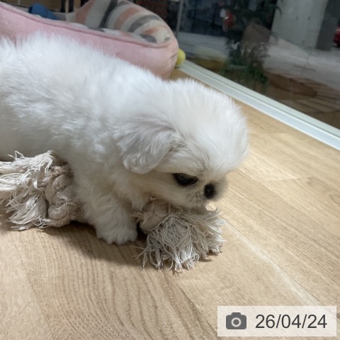 ペキニーズの写真