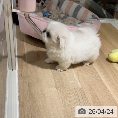 ペキニーズの写真