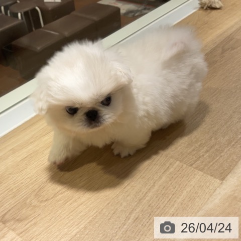 ペキニーズの写真