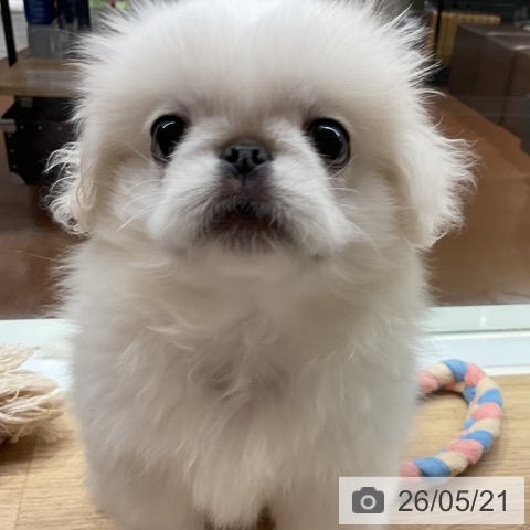 神奈川県のペキニーズ (ペットプラス 湘南平塚店/2026年2月20日生まれ/男の子/ホワイト)の子犬の3枚目の画像
