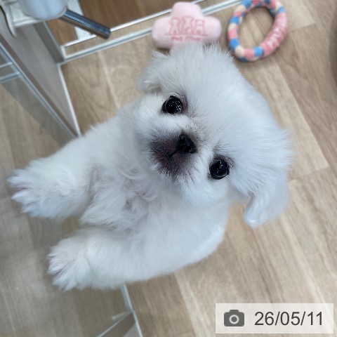 東京都のペキニーズ (ペットプラス 大井町トラックス店/2026年2月20日生まれ/女の子/ホワイト)の子犬の3枚目の画像