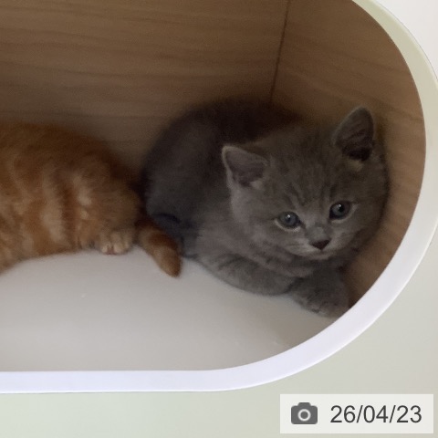 スコティッシュフォールドの写真