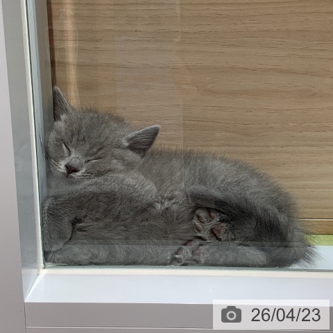 埼玉県のスコティッシュフォールド (ペットプラス 川口店/2026年2月19日生まれ/男の子/ブルー)の子猫の4枚目の画像