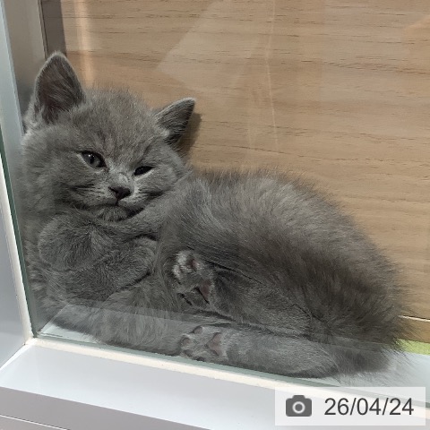 埼玉県のスコティッシュフォールド (ペットプラス 川口店/2026年2月19日生まれ/男の子/ブルー)の子猫の3枚目の画像