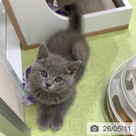 埼玉県のスコティッシュフォールド (ペットプラス 川口店/2026年2月19日生まれ/男の子/ブルー)の子猫の3枚目の画像