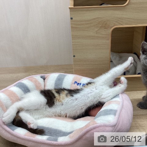 宮城県のスコティッシュフォールド (ペットプラス 名取店/2026年2月19日生まれ/女の子/キャリコ)の子猫の4枚目の画像