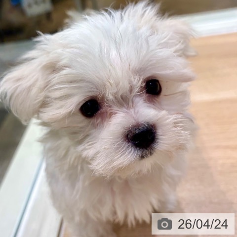 神奈川県のマルチーズ (ペットプラス ゆめが丘ソラトス店/2026年2月19日生まれ/男の子/ホワイト)の子犬の3枚目の画像