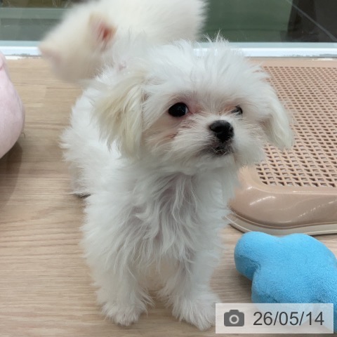 埼玉県のマルチーズ (ペットプラス 上尾店/2026年2月19日生まれ/男の子/ホワイト)の子犬の4枚目の画像