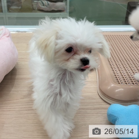 埼玉県のマルチーズ (ペットプラス 上尾店/2026年2月19日生まれ/男の子/ホワイト)の子犬の3枚目の画像