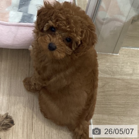 千葉県のトイプードル(トイ) (ペットプラス 船橋店/2026年2月21日生まれ/女の子/レッド)の子犬の4枚目の画像