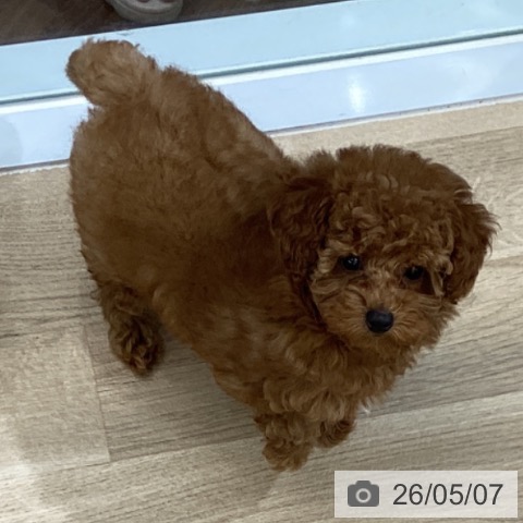 千葉県のトイプードル(トイ) (ペットプラス 船橋店/2026年2月21日生まれ/女の子/レッド)の子犬の3枚目の画像