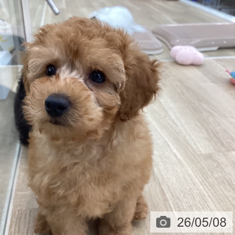 山梨県のトイプードル(トイ) (ペットプラス 甲府国母店/2026年2月21日生まれ/男の子/アプリコット)の子犬の4枚目の画像