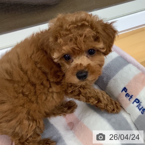 長野県のトイプードル(トイ) (ペットプラス 松本店/2026年2月21日生まれ/男の子/アプリコット)の子犬の4枚目の画像