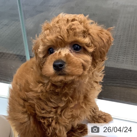 長野県のトイプードル(トイ) (ペットプラス 松本店/2026年2月21日生まれ/男の子/アプリコット)の子犬の3枚目の画像