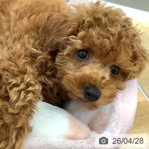 長野県のトイプードル(トイ) (ペットプラス 松本店/2026年2月21日生まれ/男の子/アプリコット)の子犬の3枚目の画像