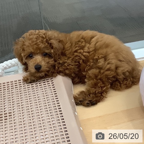 長野県のトイプードル(トイ) (ペットプラス 松本店/2026年2月21日生まれ/男の子/アプリコット)の子犬の3枚目の画像
