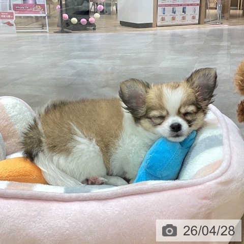 宮城県のチワワ(ロング) (ペットプラス 名取店/2026年2月21日生まれ/女の子/レッドホワイト)の子犬の3枚目の画像