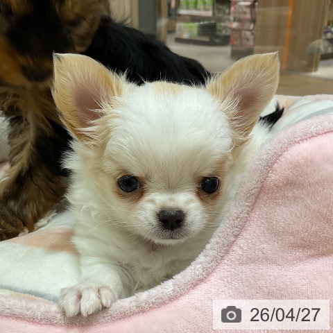 神奈川県のチワワ(ロング) (ペットプラス モザイクモール港北店/2026年2月21日生まれ/女の子/ホワイトクリーム)の子犬の3枚目の画像