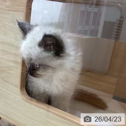 ラグドールの写真