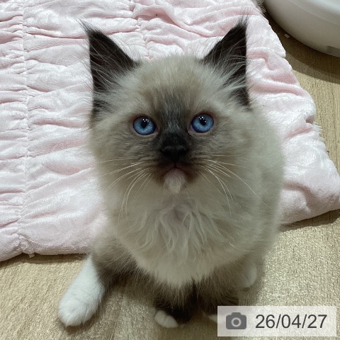 埼玉県のラグドール (ペットプラス ピオニウォーク東松山店/2026年2月20日生まれ/男の子/シールポイントミテッド)の子猫の4枚目の画像