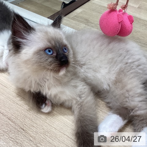 埼玉県のラグドール (ペットプラス ピオニウォーク東松山店/2026年2月20日生まれ/男の子/シールポイントミテッド)の子猫の3枚目の画像