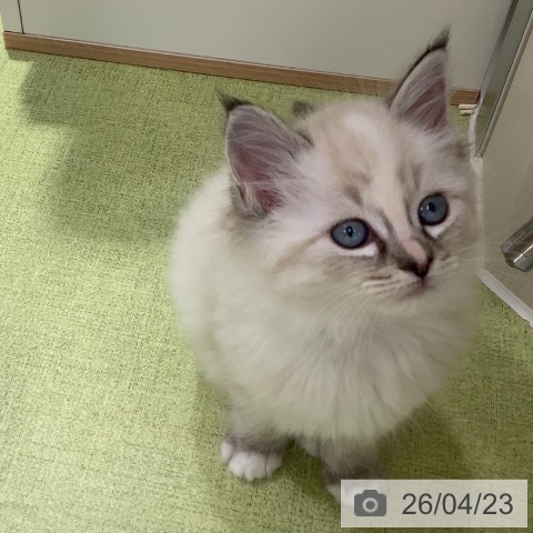 ラグドールの写真