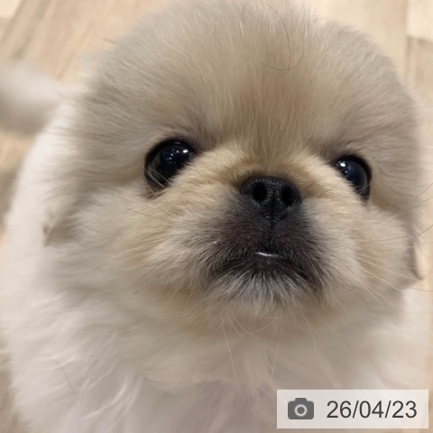ペキニーズの写真