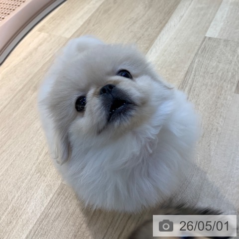ペキニーズの写真