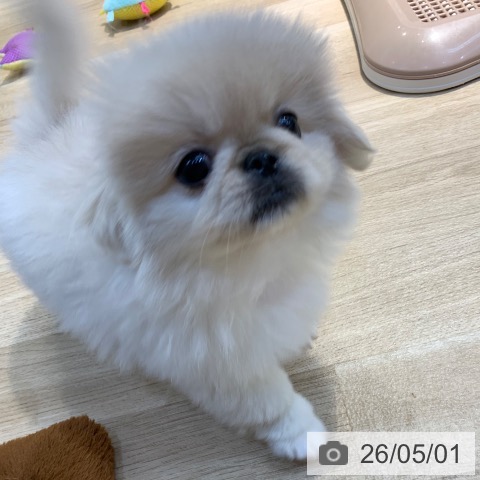ペキニーズの写真