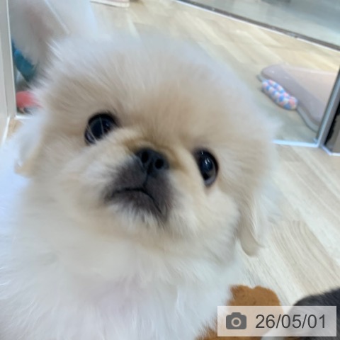ペキニーズの写真