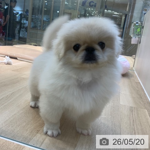 ペキニーズの写真