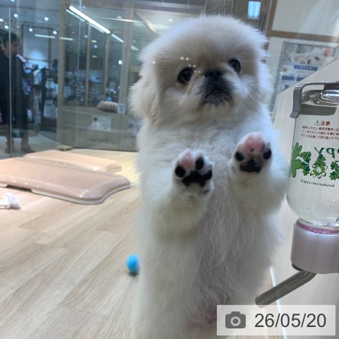 ペキニーズの写真