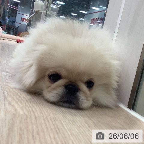 ペキニーズの写真
