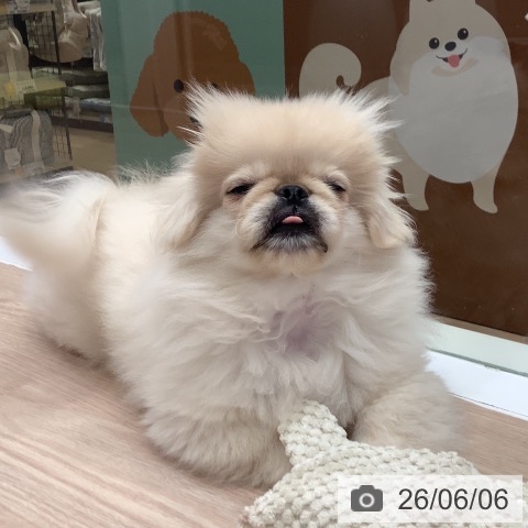 ペキニーズの写真