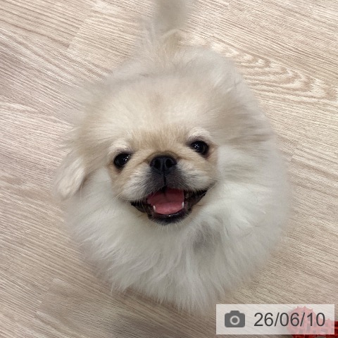 ペキニーズの写真